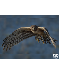 گروه سنقرها Harriers